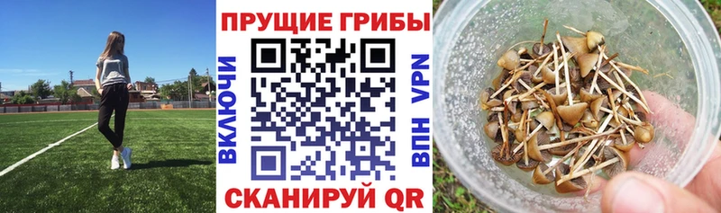 что такое наркотик  Оса  Псилоцибиновые грибы мицелий 